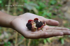 Melastoma malabathricum